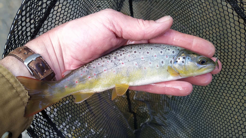 Photo of first trout